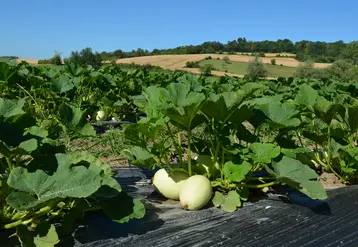 courges spaghetti dans un champs dans le puy de dôme 