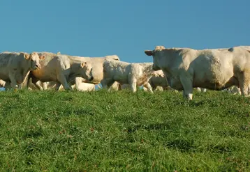 vaches charolaises au pré