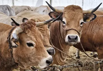 La foire grasse de Langogne