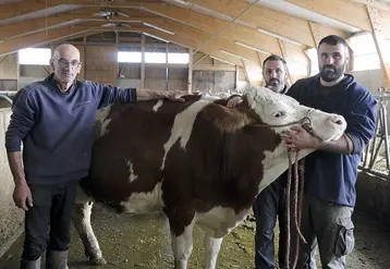 Sicile et ses éleveurs, qui participent pour la première fois au concours des Miss laitières