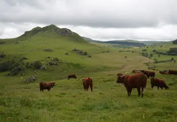salers dans un près dans le Cézallier Puy de Dôme