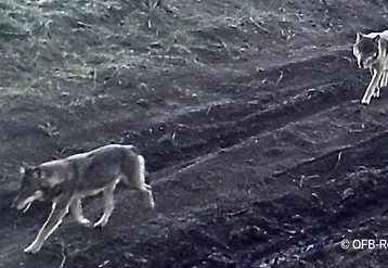 le couple de loup corréziens