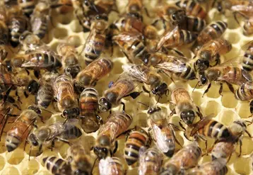 Les abeilles dans leur ruche