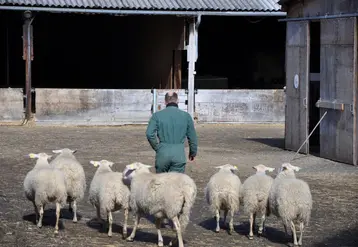 Les élevages ovins d’Auvergne-Rhône-Alpes détenant plus de 30 brebis, qui ont été déclaré foyers de FCO-8, ayant vacciné ou prévoyant de le faire contre la FCO-8 et ayant réalisé des investissements productifs en cours de remboursement sont éligibles à l’aide régionale.