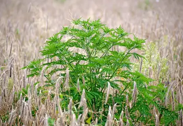Plant d'ambroisie