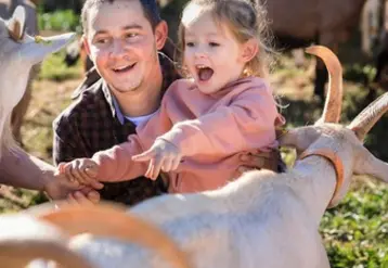 un homme et sa jeune fille au milieu des chèvres