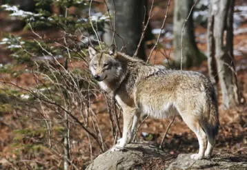 loup