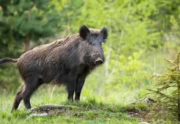 sanglier dans la nature
