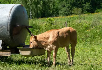 veau en train de boire