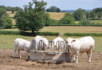vaches dans un pré avec des fourrages.