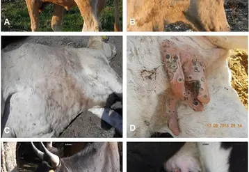 La DNC est une maladie virale des bovins, se manifestant par une forte fièvre et des lésions cutanées généralisées. Les principales sources possibles de virus sont les nodules, squames et croutes, le jetage, les larmes, la salive, la semence et le lait. Dans les lésions cutanées des animaux convalescents, le virus peut être isolé pendant 39 jours et détecté jusqu’à 92 jours. Elle entraine une diminution de la production laitière, des troubles de la fertilité, des avortements et des lési...