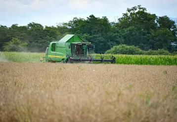 Les moissons battent leur plein en Auvergne avec 10 jours d'avance, en réponse à l'épisode caniculaire de juin qui a accéléré la maturation des céréales. 