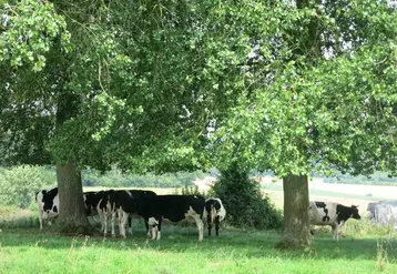 Au pâturage, privilégiez les parcelles avec des arbres.