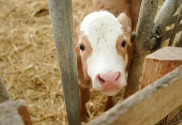 La valorisation de la matière grasse du lait est un enjeu important pour les producteurs.