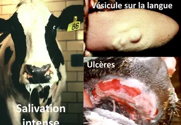Ils bavent, ils boitent, et si c’était la fièvre aphteuse ?Une salivation importante et des boiteries sur des porcs ou des ruminants doit alerter l’éleveur qui prend contact avec son vétérinaire et la DDETSPP pour signaler la suspicion.