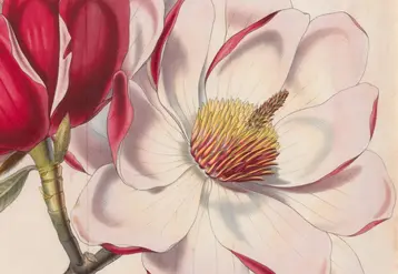 Le Magnolia, Magnolia campbelli, Flore des serres et jardins d'Europe, tome XII (1857).