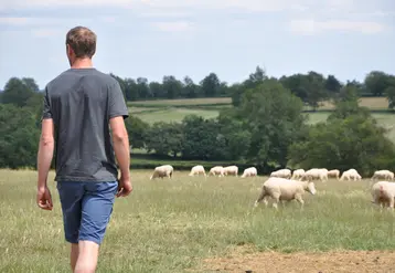 homme au milieu d'un pré avec des moutons.