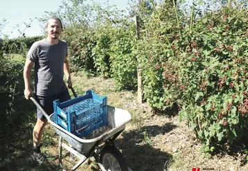 Un homme pousse une brouette entre les framboisiers. 