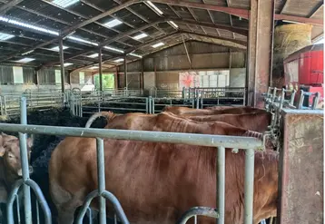 Stigmates sur des vaches atteintes par des grêlons