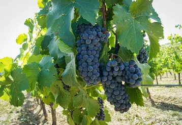 grappes de raisins dans l'aoc côtes d'auvergne