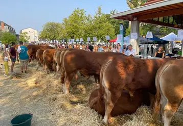 Le 48e comice agricole de Dun-le-Palestel a une nouvelle fois attiré éleveurs, passionnés et visiteurs.