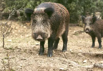 L’arrêté préfectoral offre plusieurs possibilités aux chasseurs pour intervenir avant l’ouverture générale, face aux dégâts causés par les sangliers.