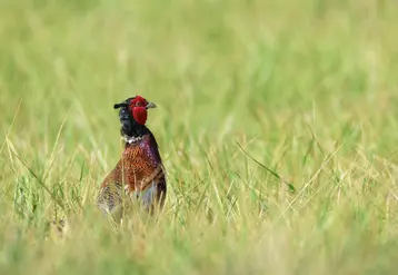 Environ 2 400 faisans seront relâchés chaque année jusqu'en 2026, dans le cadre du projet de réintroduction du faisan sauvage en Limagne. 