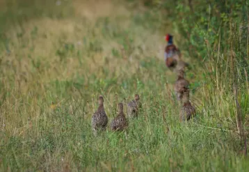 famille de faisans