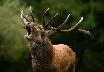 Rendez-vous les 4 et 5 octobre pour participer au comptage des cerfs de Creuse.