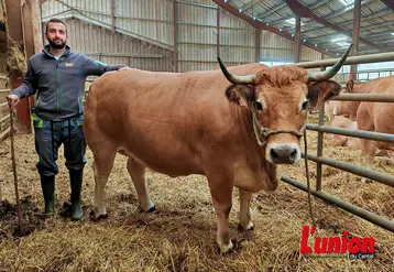 Un éleveur aux côtés de sa vache aubrac engraissée. 