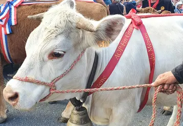 Lors de son AG, l'association Fin Gras du Mézenc a mis en avant la belle dynamique entre éleveurs, grossistes, bouchers et restaurateurs.