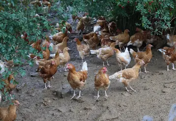 poulet fermier sous les arbres
