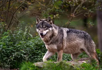Une attaque de loup sur brebis et agneau, le 24 octobre dernier à la Tour d’Auvergne, a été confirmée par l’OFB