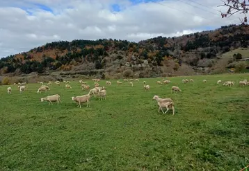 Sur les 8 premiers mois de l'année, seuls deux millions d’agneaux ont été abattus, soit 9 % de moins que l’an passé.