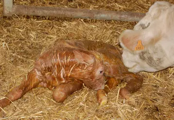 Sitôt le vêlage fait, on veillera à ce que le veau réagisse normalement et que la vache ne présente pas de complication. On lui mettra à disposition eau et nourriture, le vêlage étant éprouvant pour l’animal.