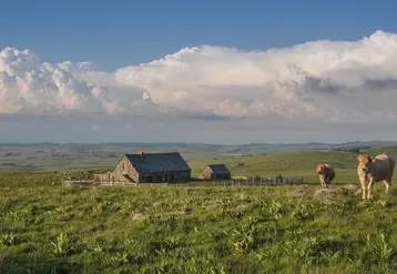 L'Aubrac en journée
