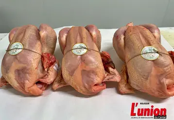 poulets fermiers du Cantal, prêts à cuire. 