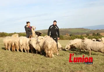 Deux personnes au miieu des moutons.