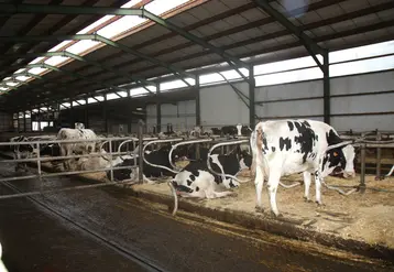 Attention, le stress thermique peut avoir de lourdes conséquences sur le cheptel.