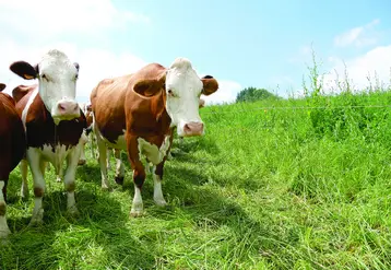Des vaches dans un pré.