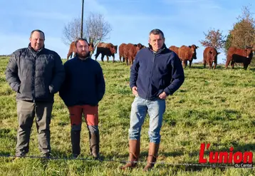 trois agriculteurs au premier plan et des vaches salers au second plan