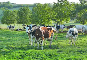 Plus les vaches mangent de l'herbe, plus les fromages sont jaunes, fondants et goûteux.