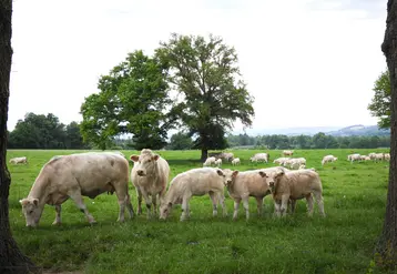 La Charolaise reste la première race bovine en termes d'effectifs dans le Puy-de-Dôme malgré l'érosion du nombre de têtes.