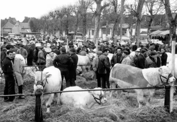 1ère édition de la foire concours bovins de Saint-Pourçain-sur-Sioule en 1966