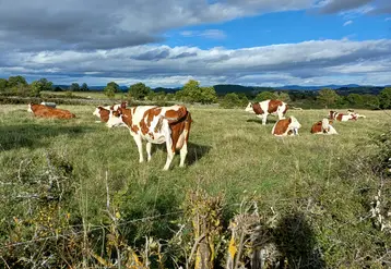 Vaches laitières montbéliardes