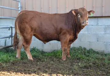 un taureau de race limousine