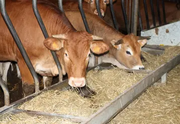 La voie principale de contamination est par inhalation. Les tiques peuvent également être vecteur.