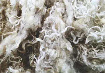 Close up of sheep wool texture