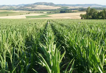 La filière semences de maïs reste sous tension