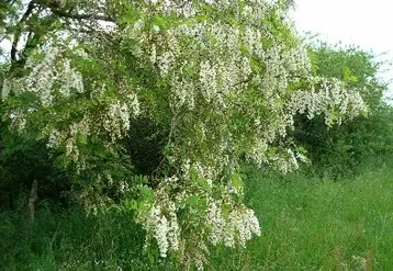 Robinier faux acacia.